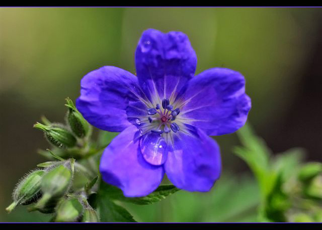 questa invece non l''ho trovata.......Geranium sp.